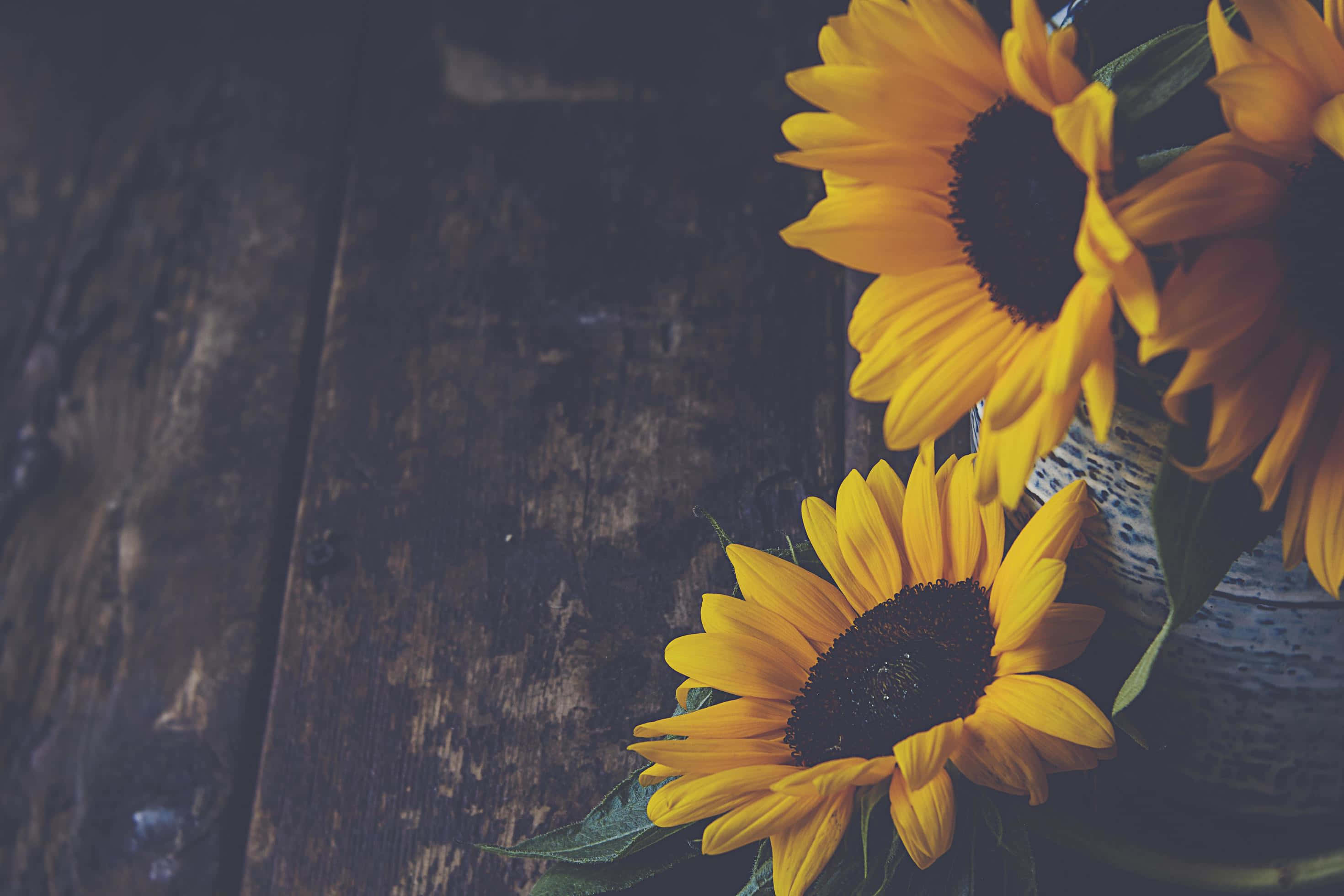 Dark Sunflower Wallpaper