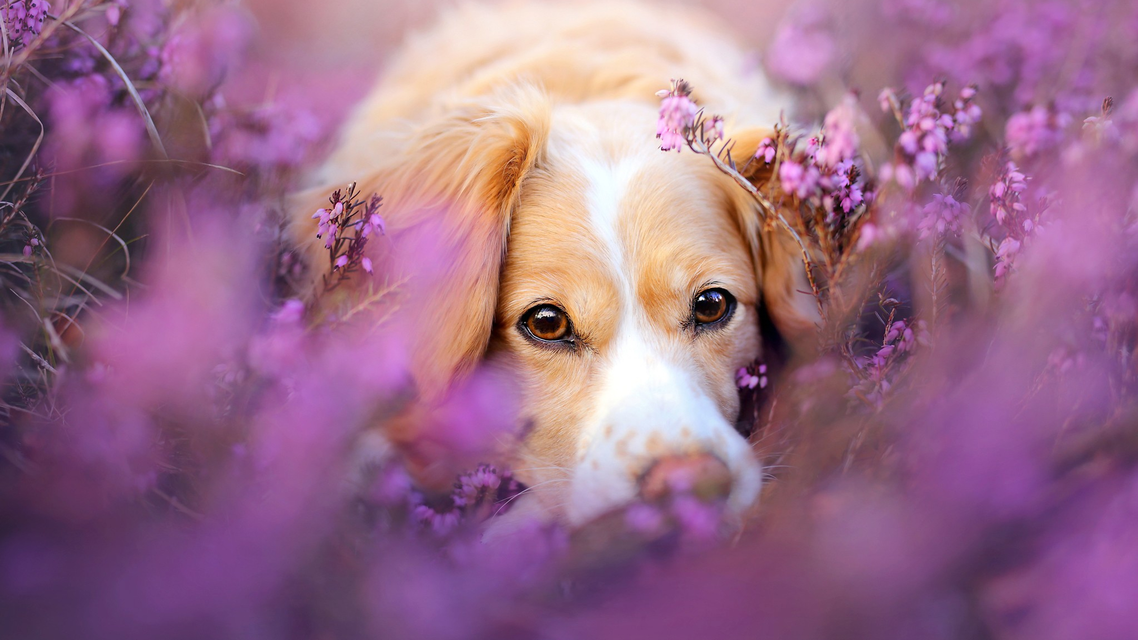 An adorable Kooikerhondje puppy peeking through a field of vibrant purple heather, creating a heartwarming and picturesque scene
