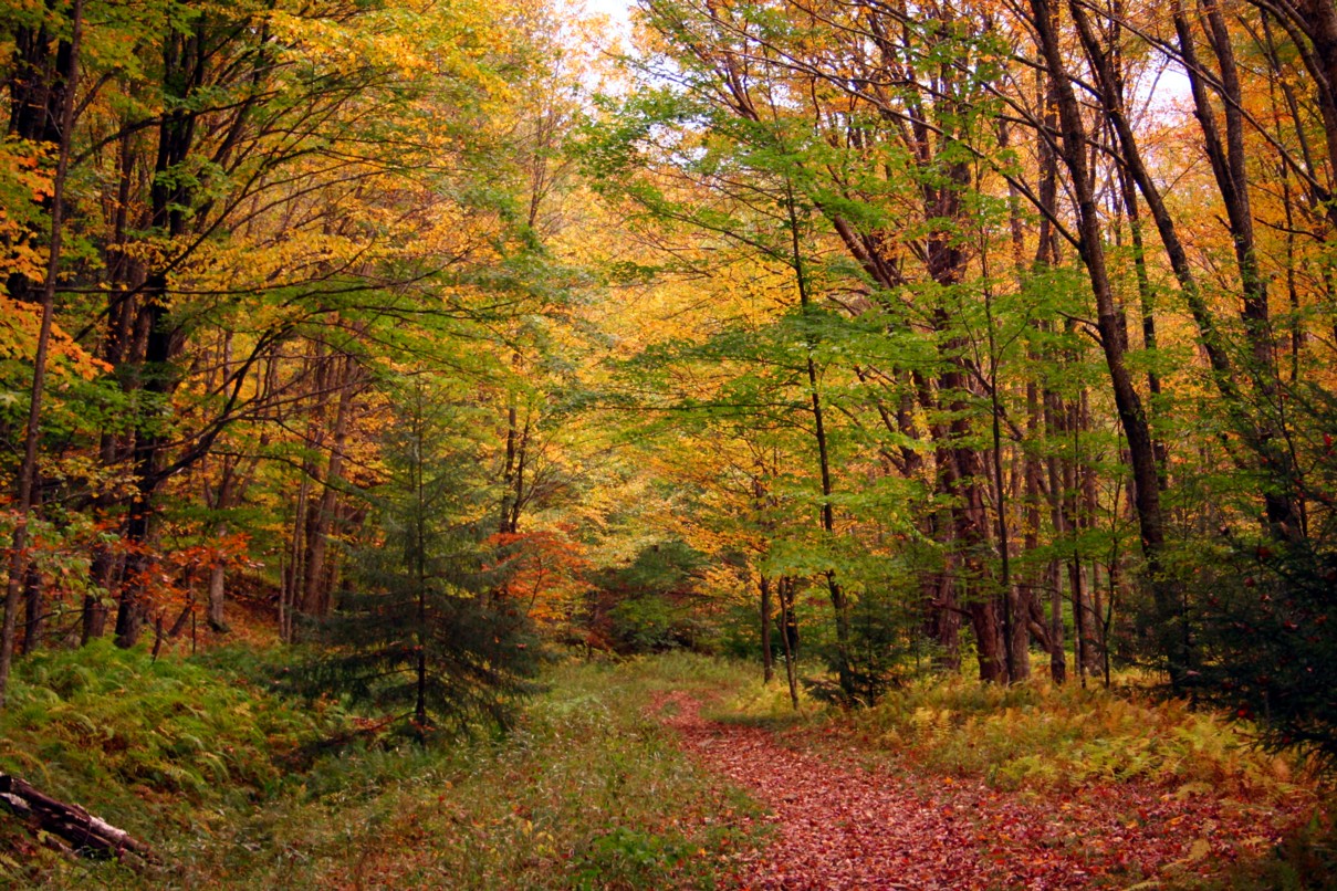 Fall Autumn Foliage Seneca Creek Trail Forest