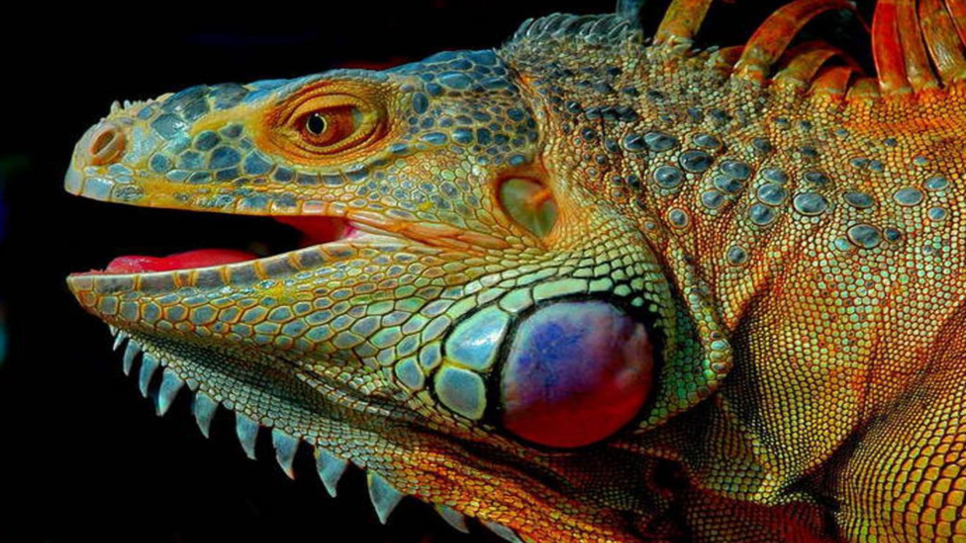 Head Of Iguana Lizard Pied HD Wallpaper Wallpaper13