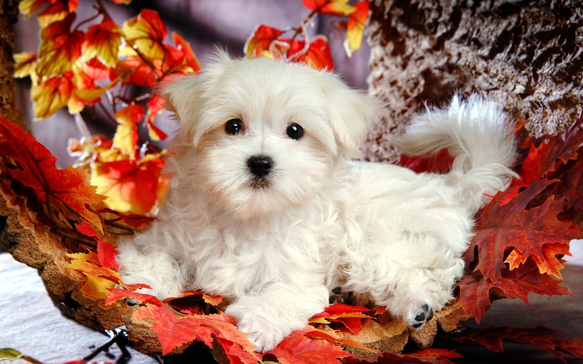 Dog Wallpaper Animal Autumn Leaves HD Desktop