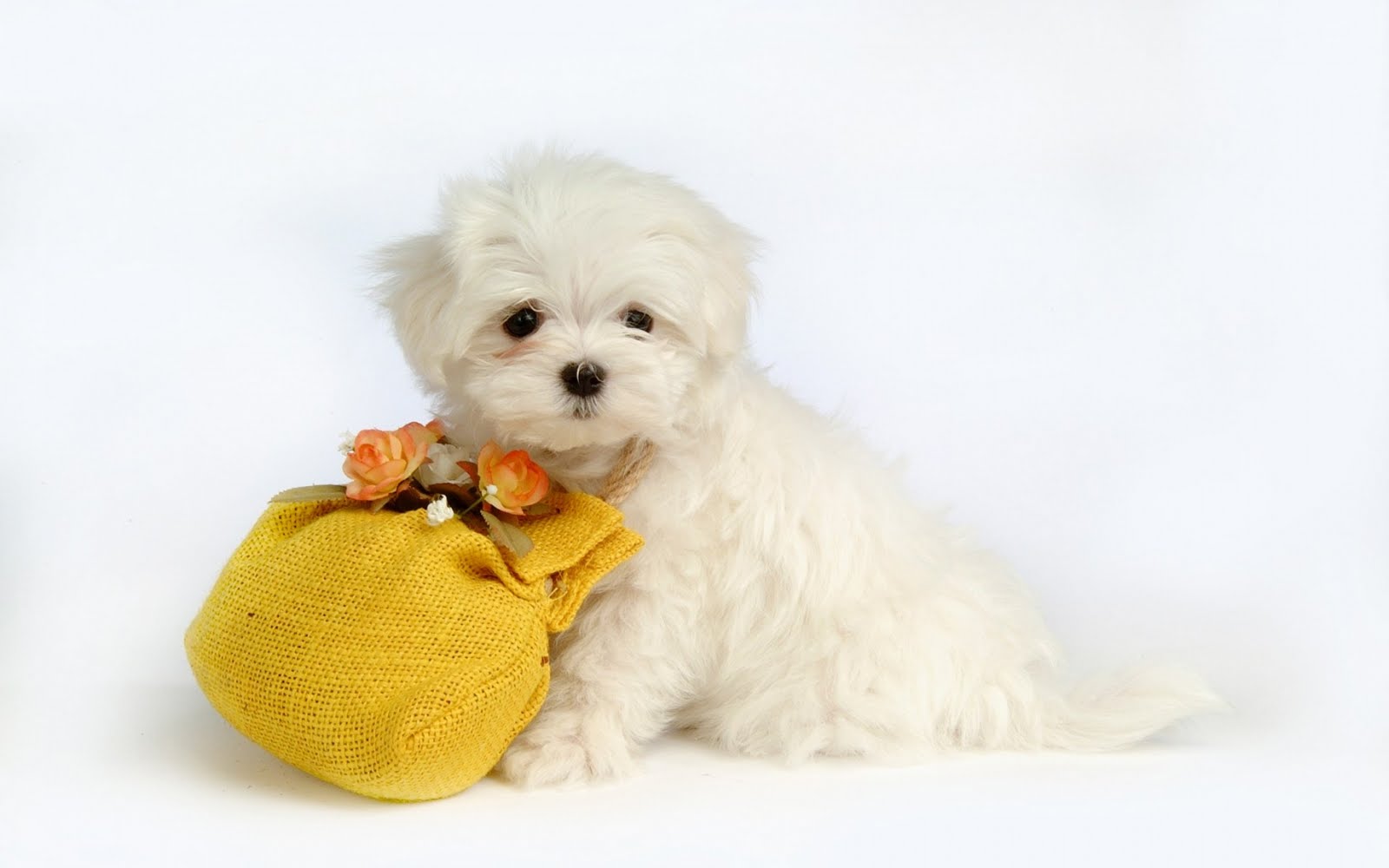 Cute Halloween Puppy Wallpaper Funny Background