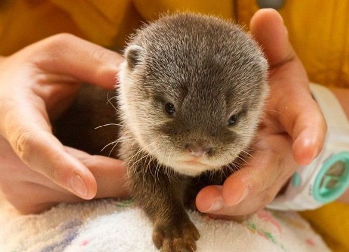 Adorable Baby Otters Pics Crack Two