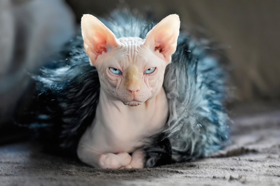 Sphynx Cat Fur Stock Photos Image HD Wallpaper Picture