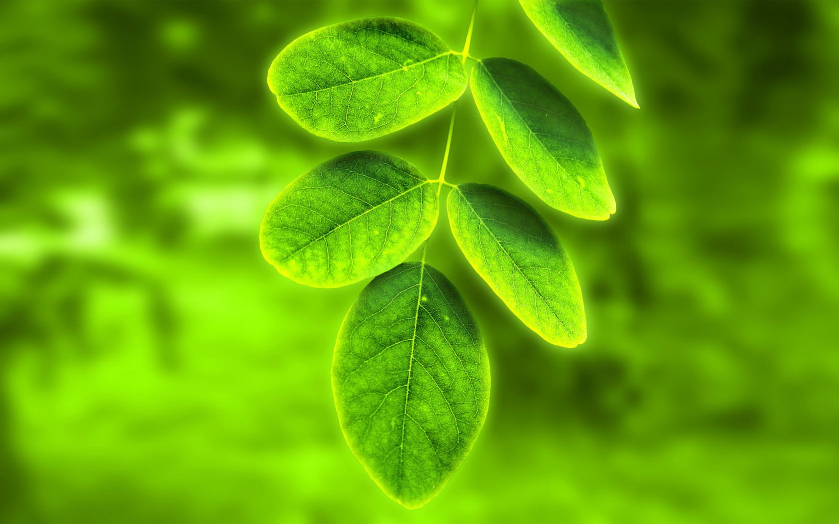Leaf Wallpaper Green Background HD