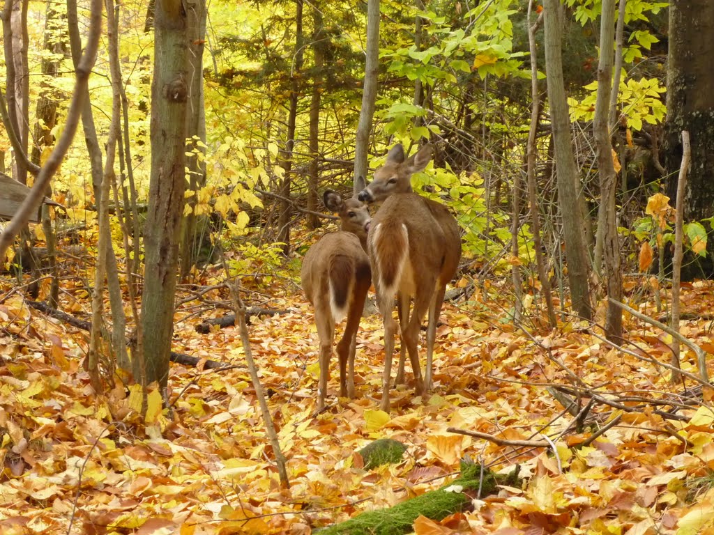 Fall With Deer Amazingpict