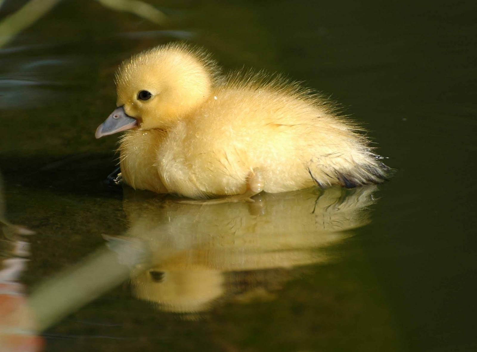 Baby Duck Wallpapers HD Wallpapers Pics