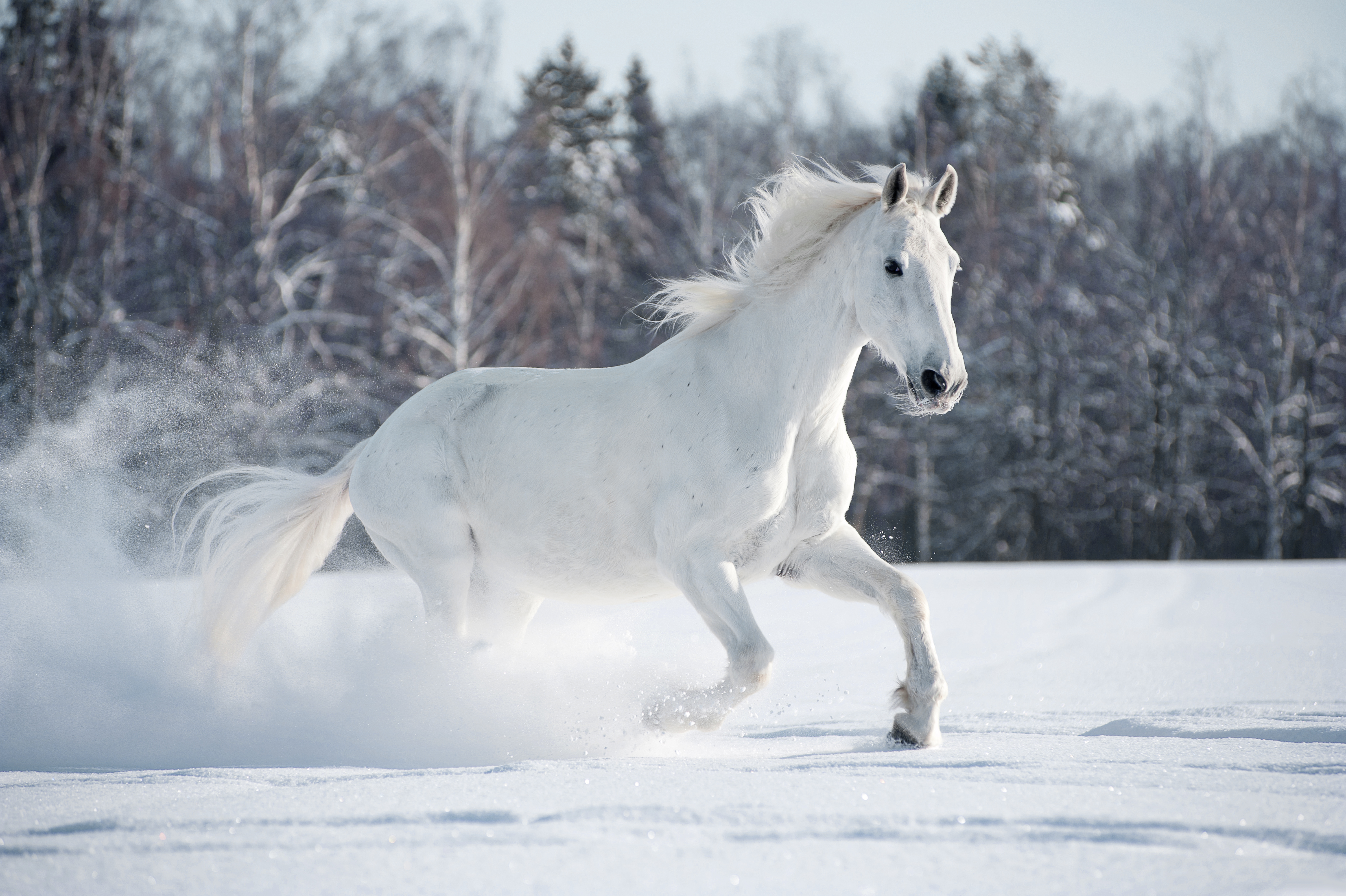 Winter Horse Background Gallery Yopriceville   High Quality