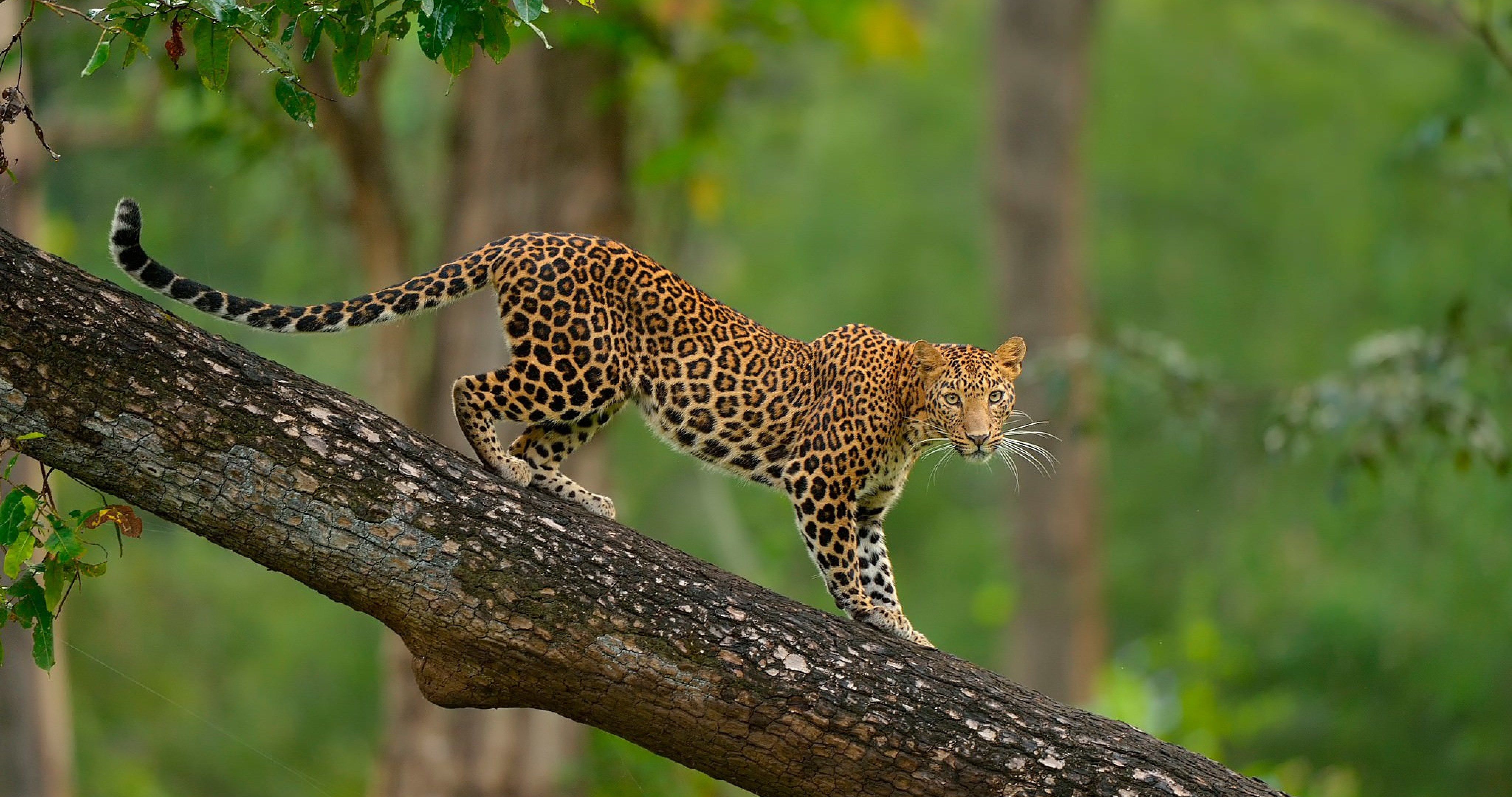4k Africa Animal Wallpaper