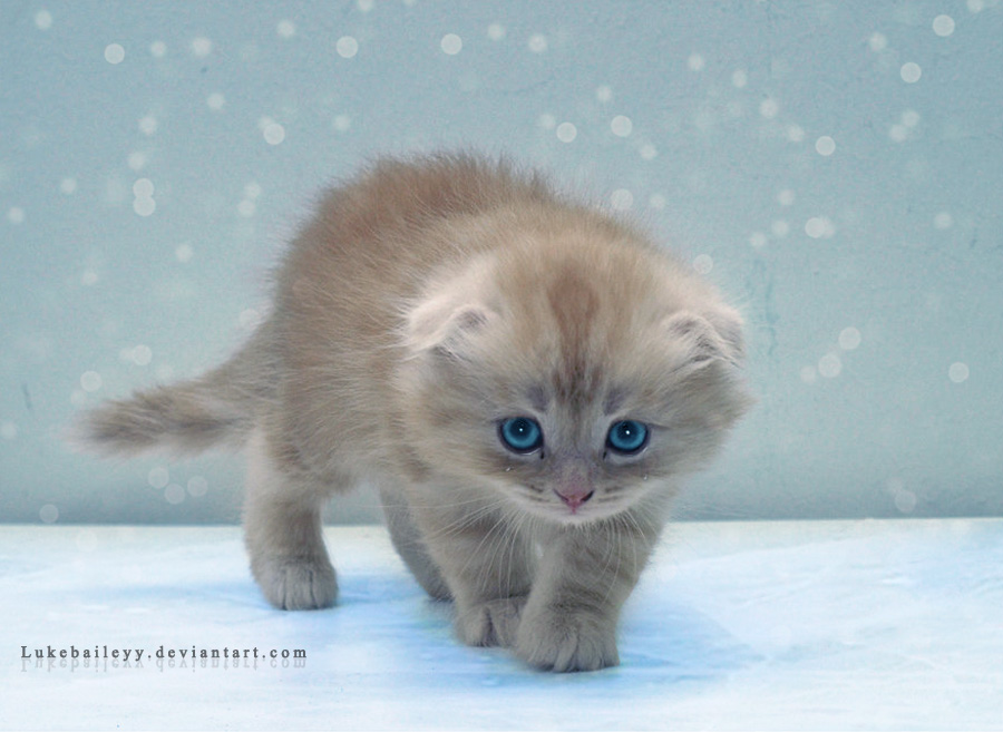 Winter Kittens Wallpaper Kitten By Lb Digital