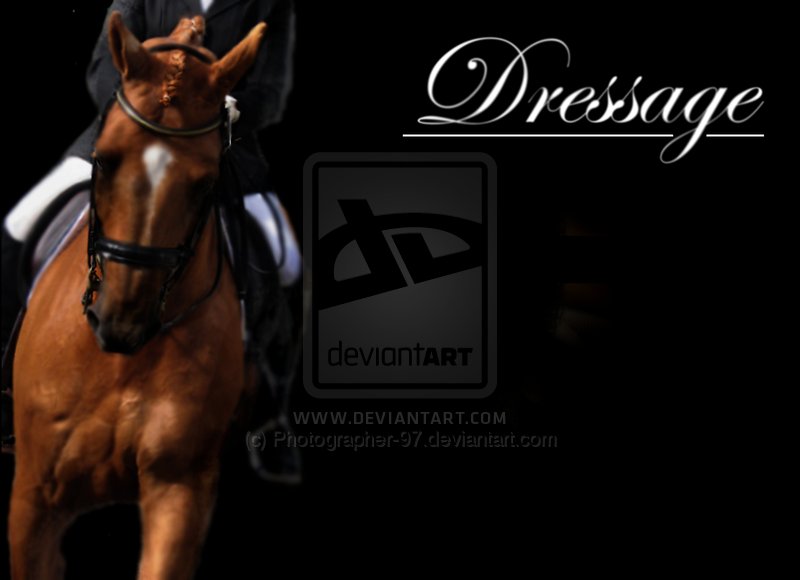 Dressage By Photographer