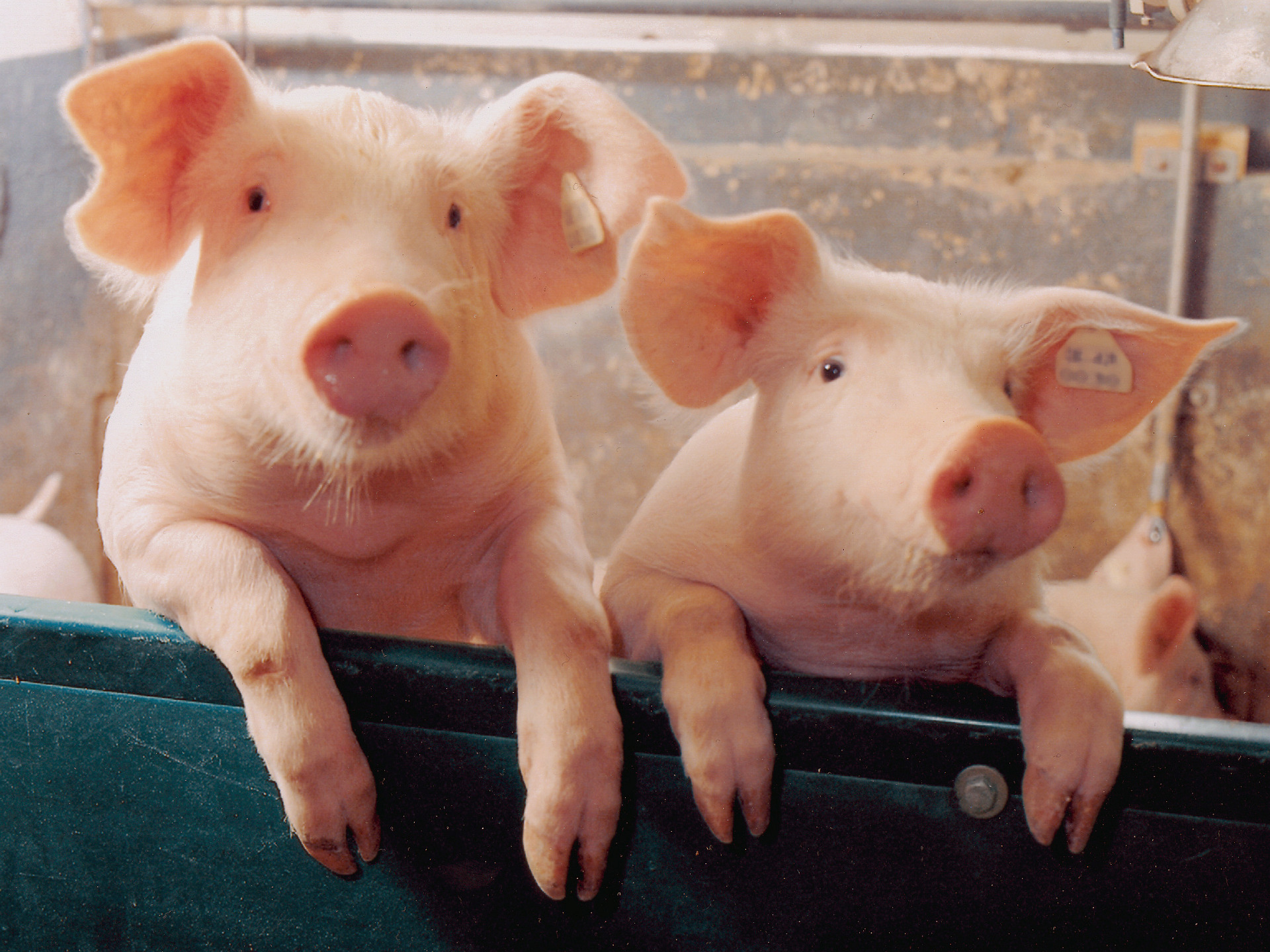 Two Little Piggies Pigs Wallpaper