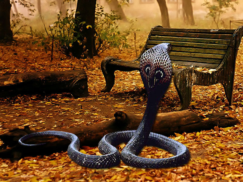 King Cobra Wallpaper HD And Background