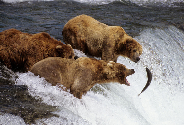 Wallpaper River Fish Stream Bear Fishing Brown Alaska