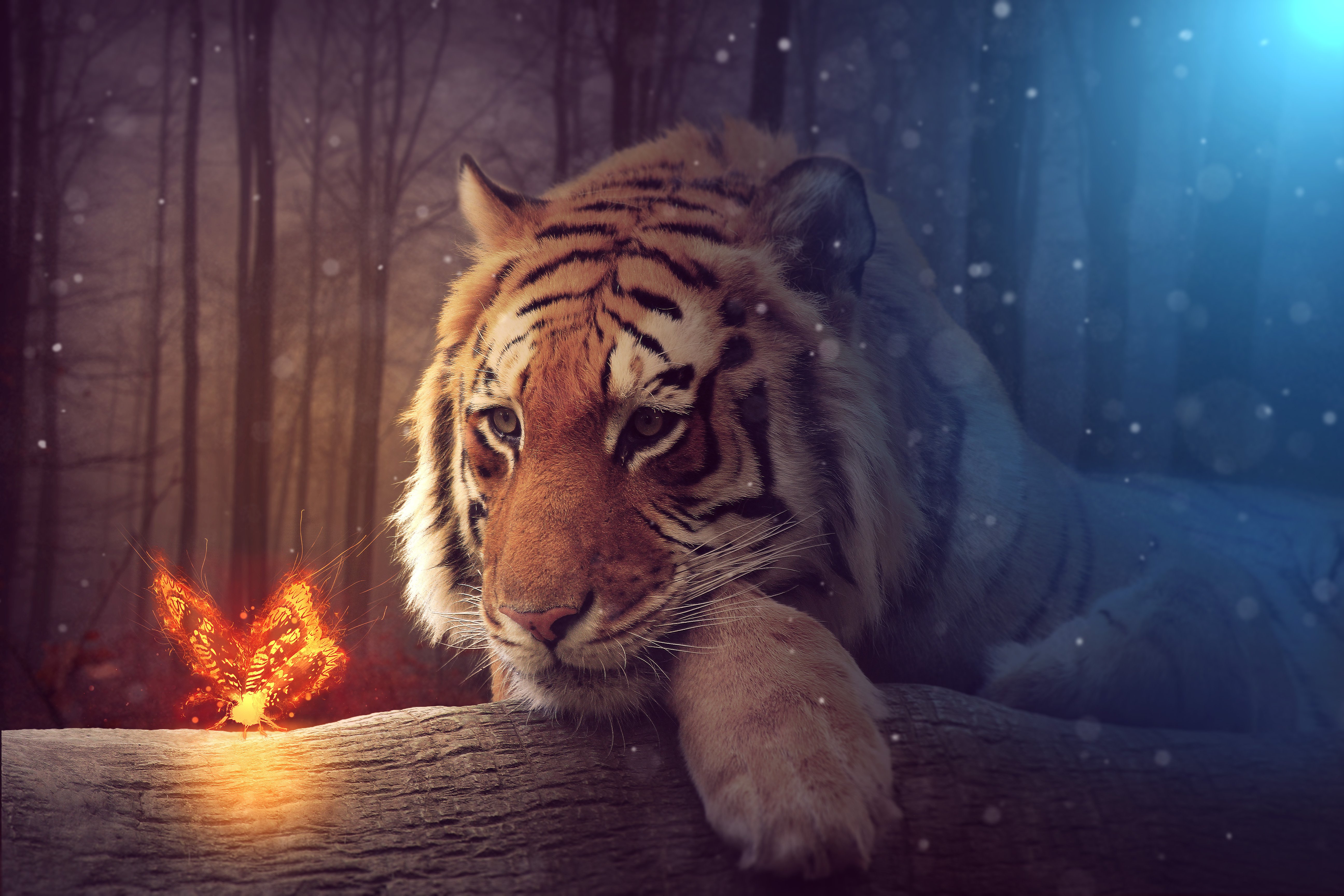 Tiger 4k Ultra HD Wallpaper Background Image