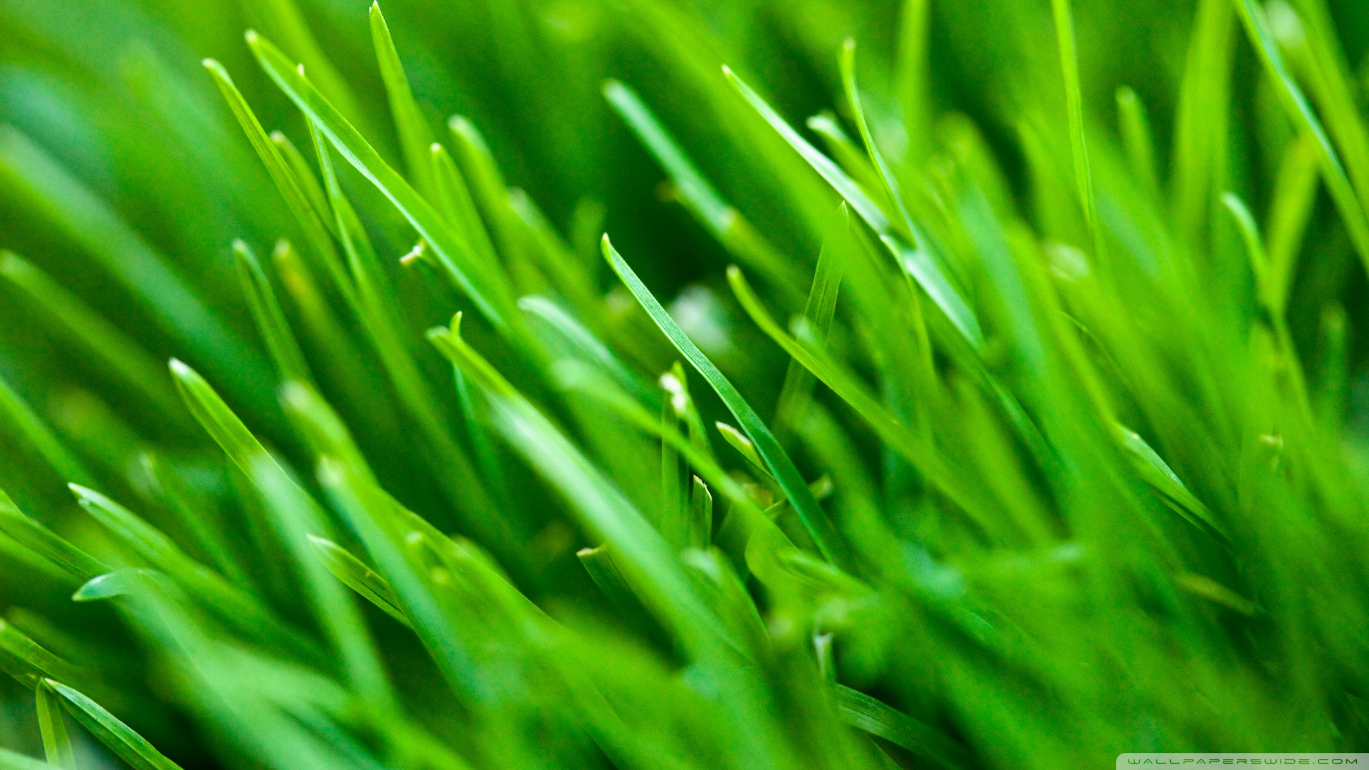 Green Grass Background Wallpaper