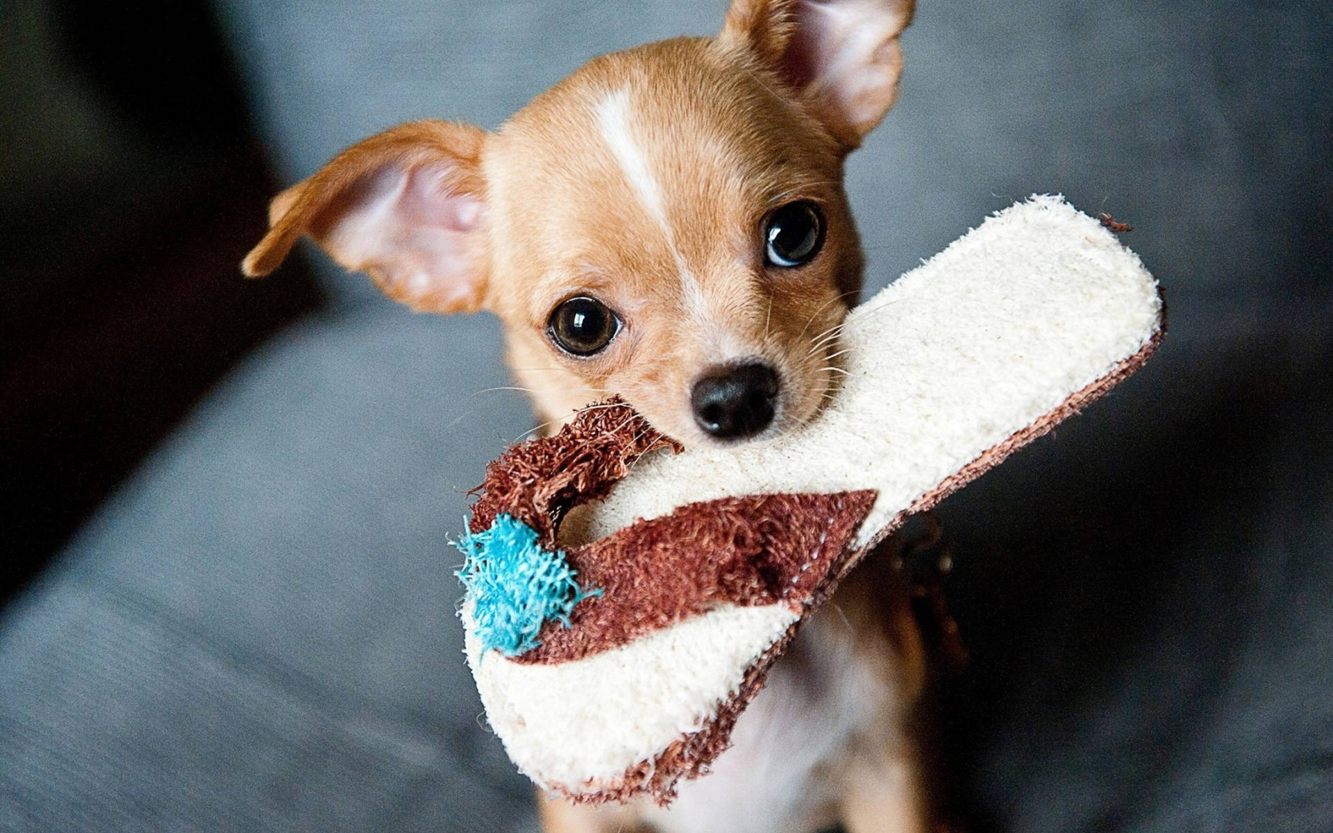 Chihuahua With Slipper C0kbmo79l0tewu4g Wallpaper