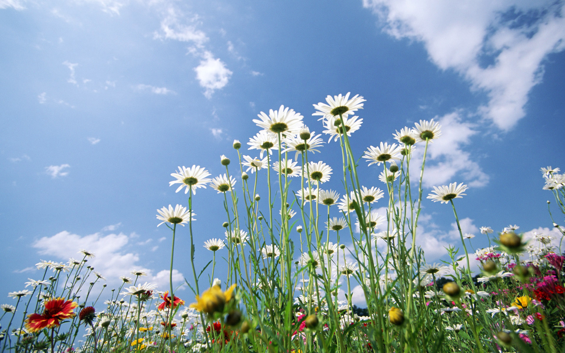 Nature Flower HD Wallpaper