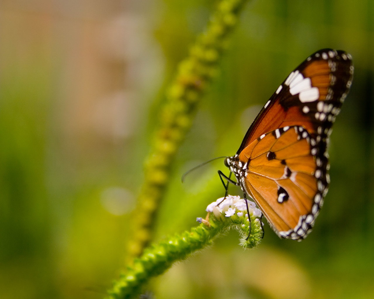 Amazing Natural Picture Seeneries Wallpaper Sceneries Photos Animals