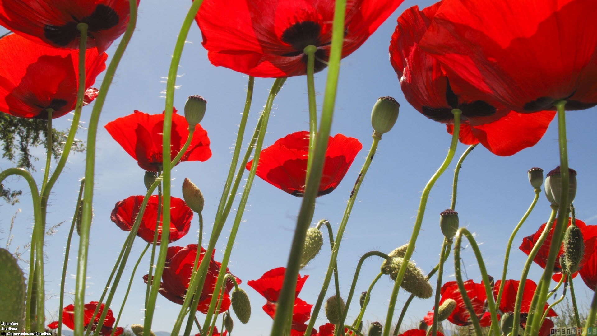 Red Poppies Poppy Wallpaper For Wall Original Updated On