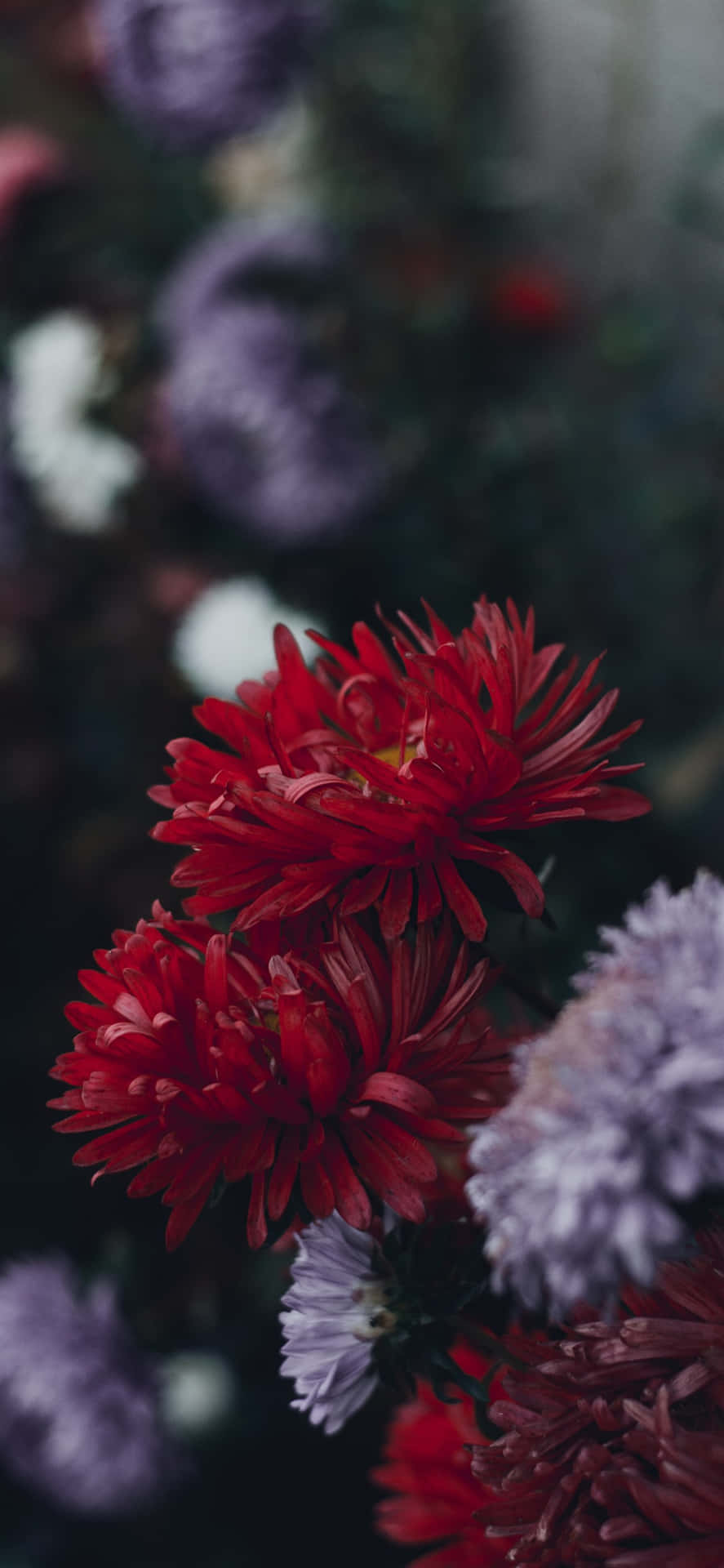 A Garden Full Of Beautiful Flowers Perfect For The iPhone Wallpaper
