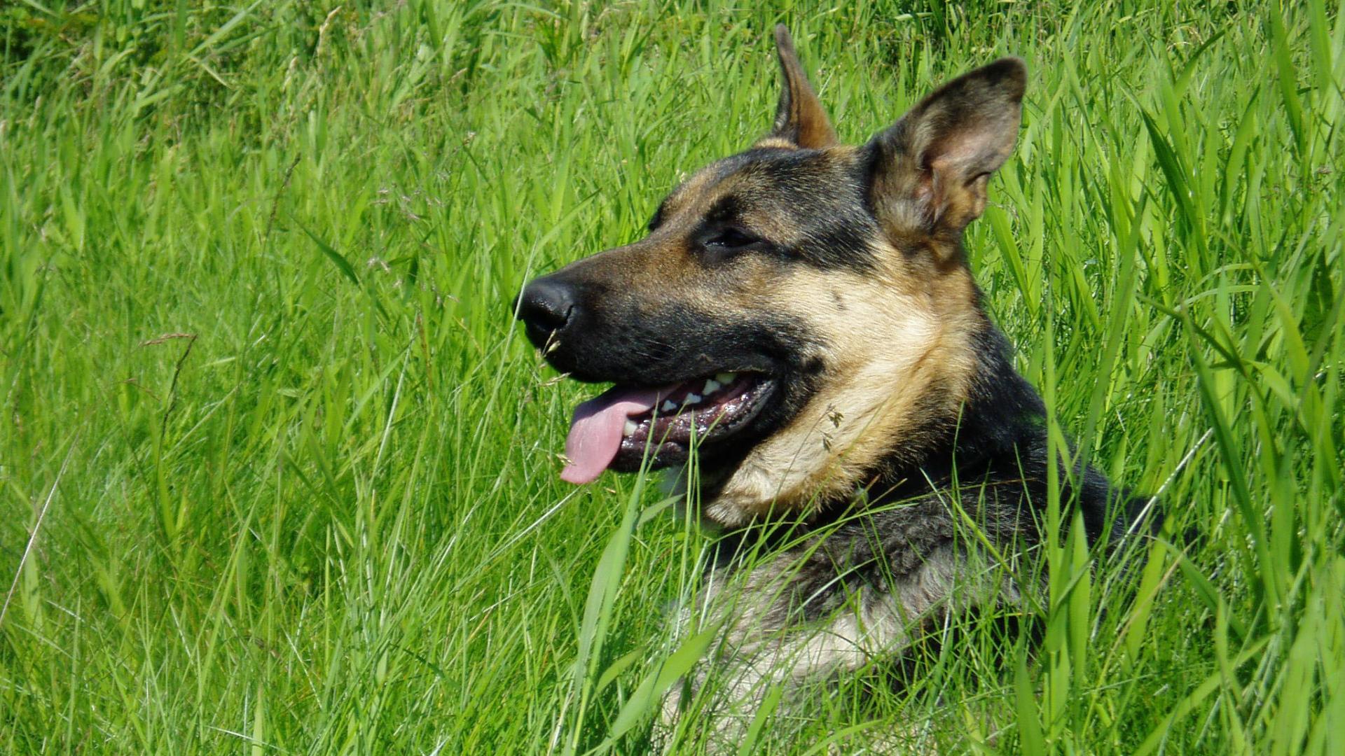 Download Wallpaper German Shepherd Dog in the grass 1920 x 1080 HDTV