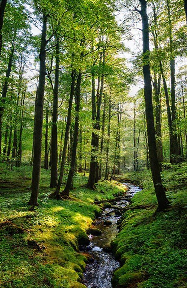 Nature Forest Wallpaper
