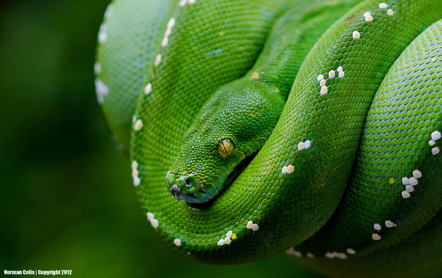 Green Tree Python By Basticelis