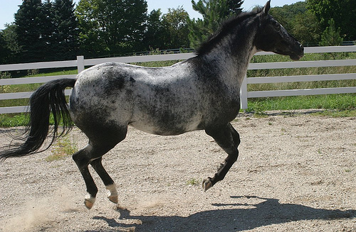 Black Appaloosa Horse Beautiful