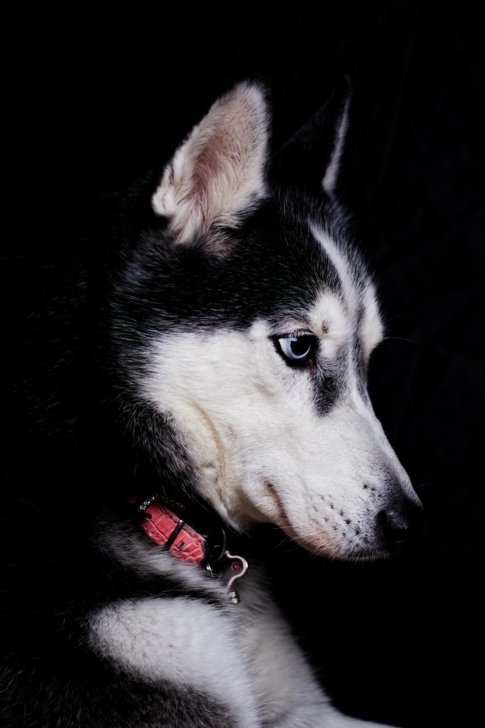 Close Up Photography Of Black And White Siberian Husky Photo