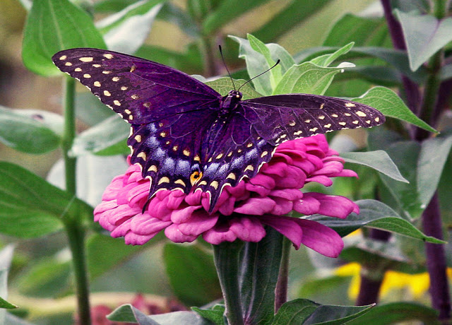 Purple Spring Butterfly Image For Desktop Size