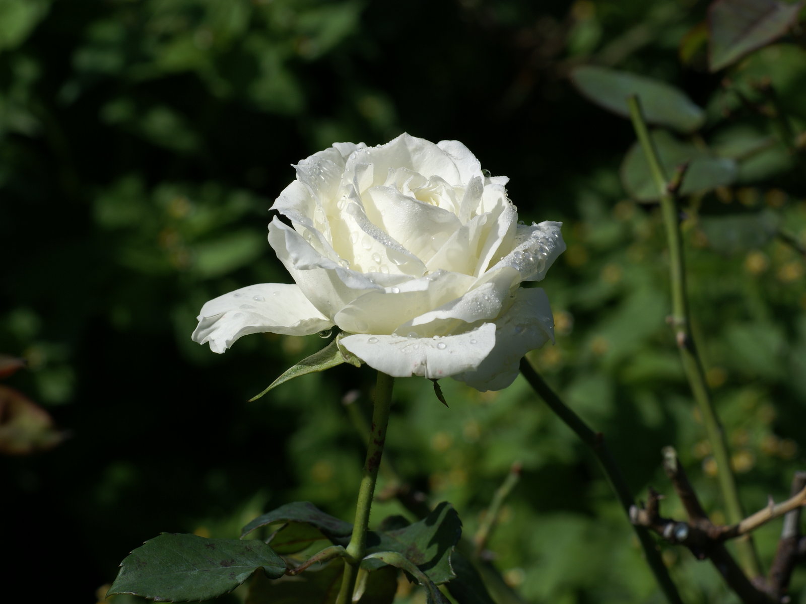White Rose Wallpaper Image Pictures