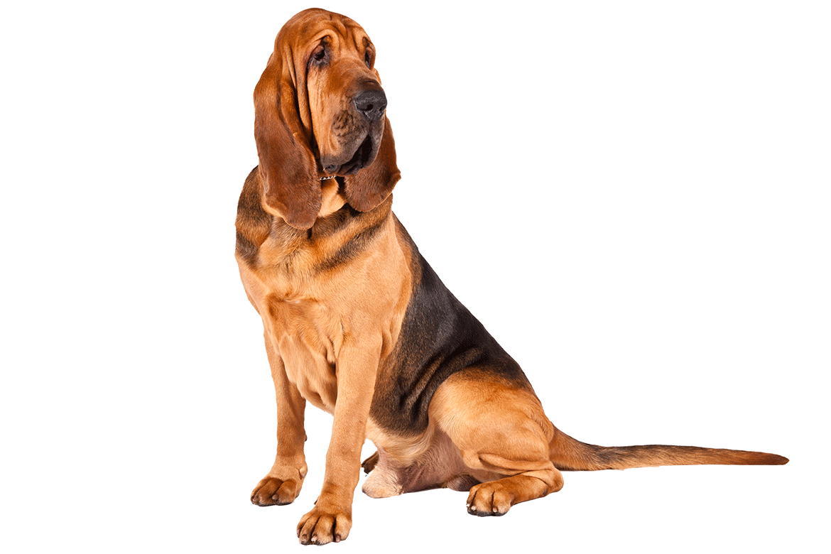 Bloodhounds Dogs Wallpaper In Pet Category Dog