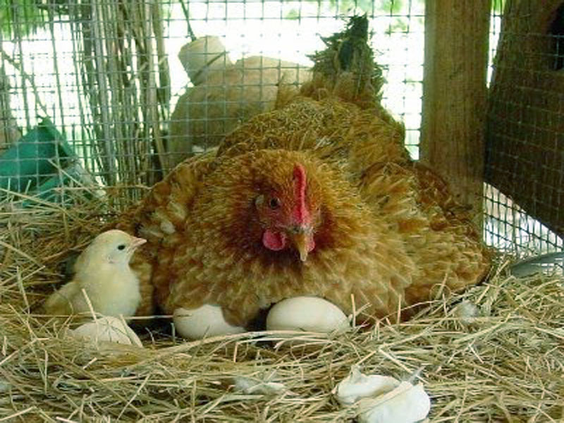 Hen With Chicks Wallpaper Hens Puter