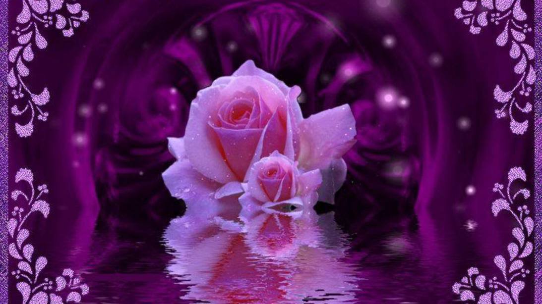 Purple Rose Beautiful Pictures Photo