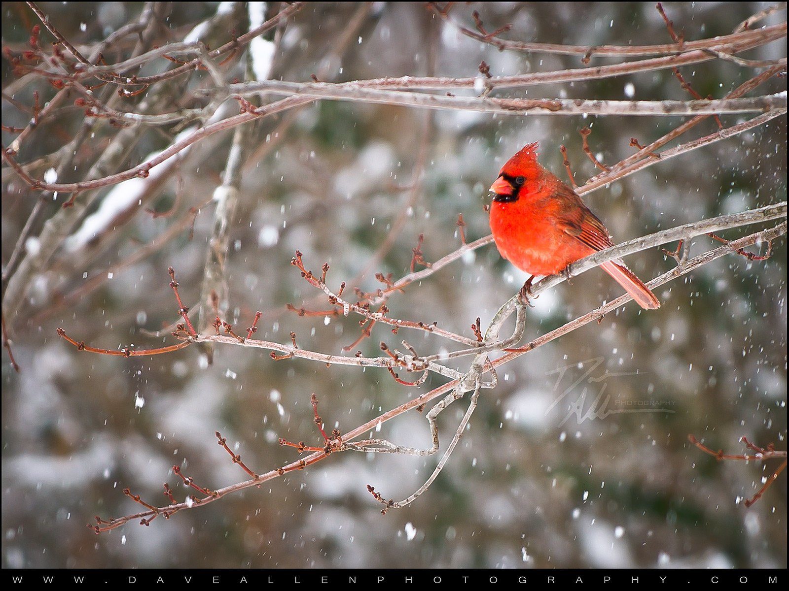 Snow Cardinal Wallpaper Winter In