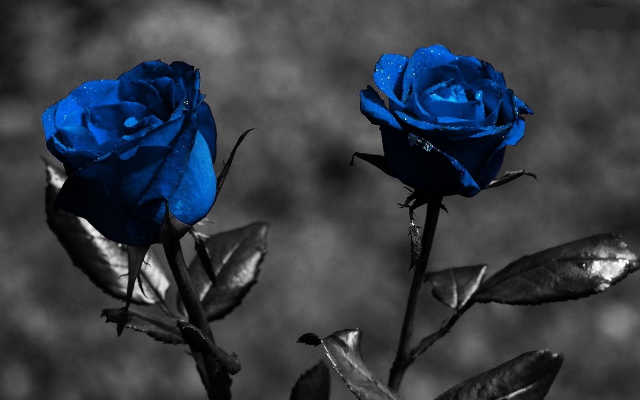 Blue Roses With Black Screen Wallpaper Full HD