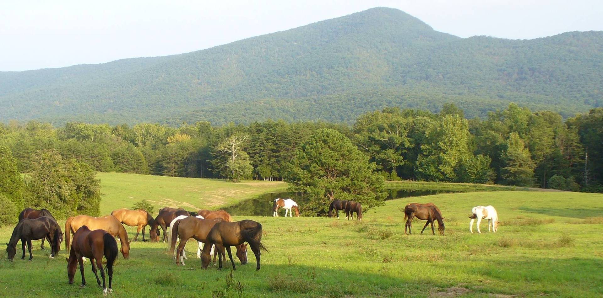 Wanted Wrangler For Guest Ranch Horse Campground