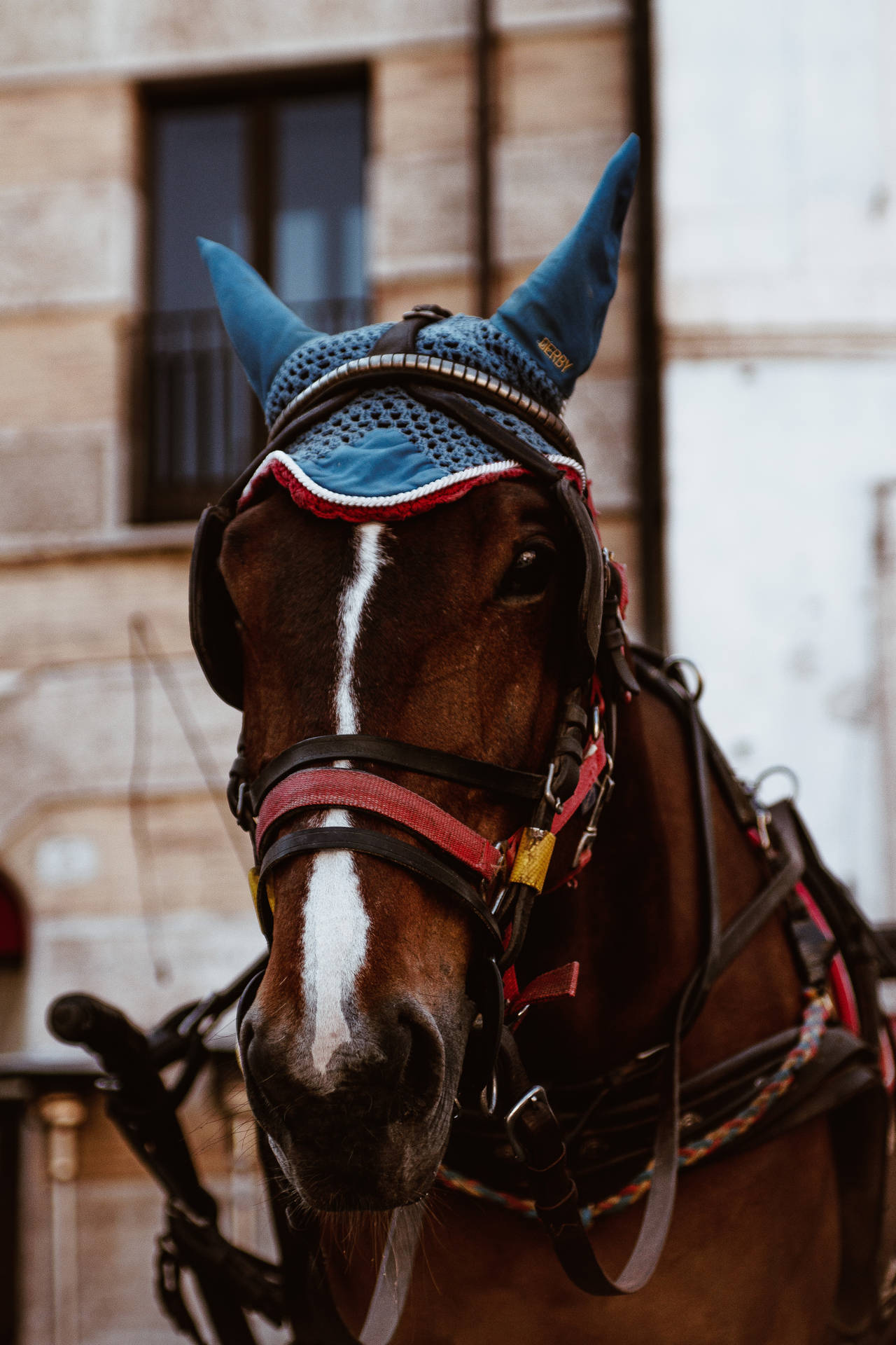 Horse Face Wallpaper