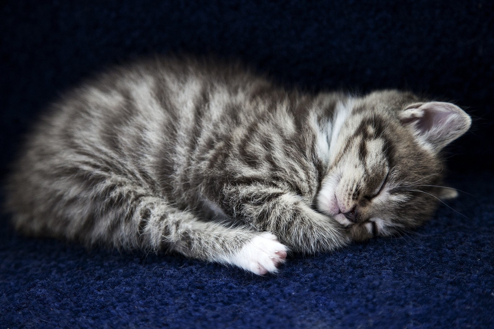 Sleepy Kitten Wallpaper