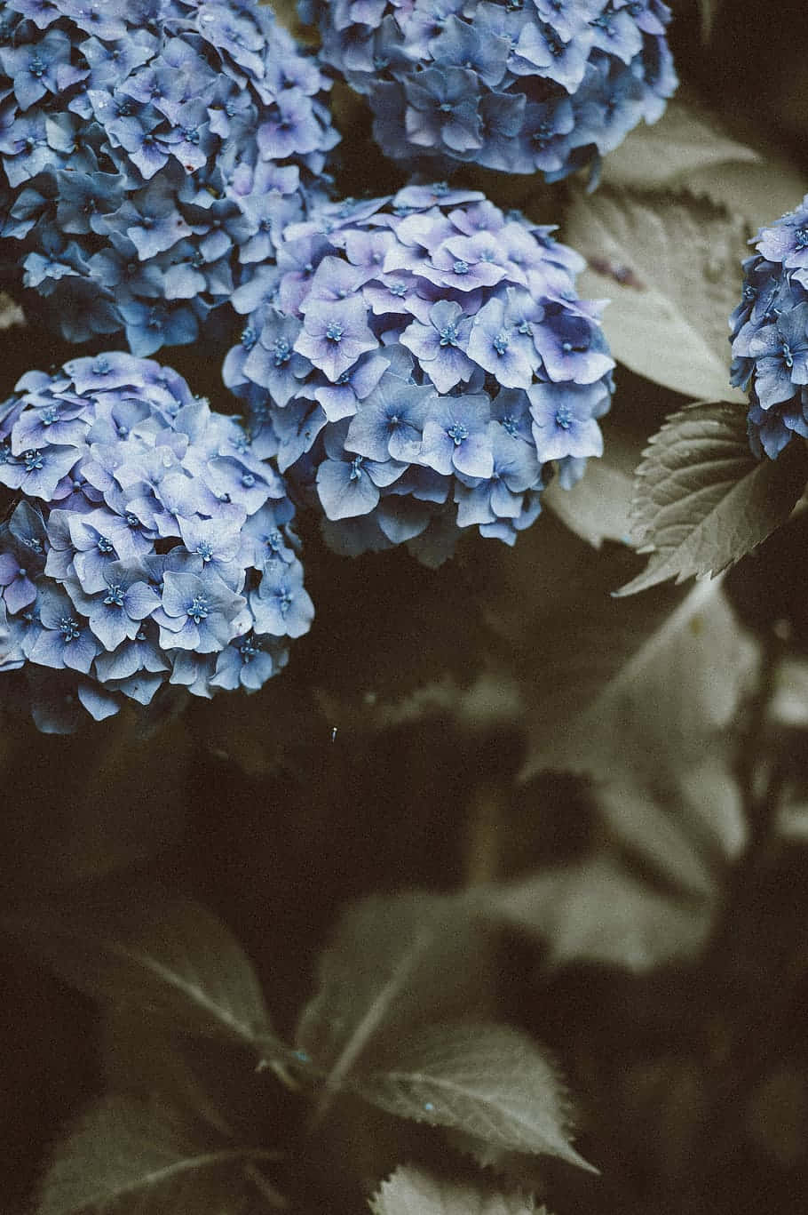 Blue Flowers Aesthetic Wallpaper