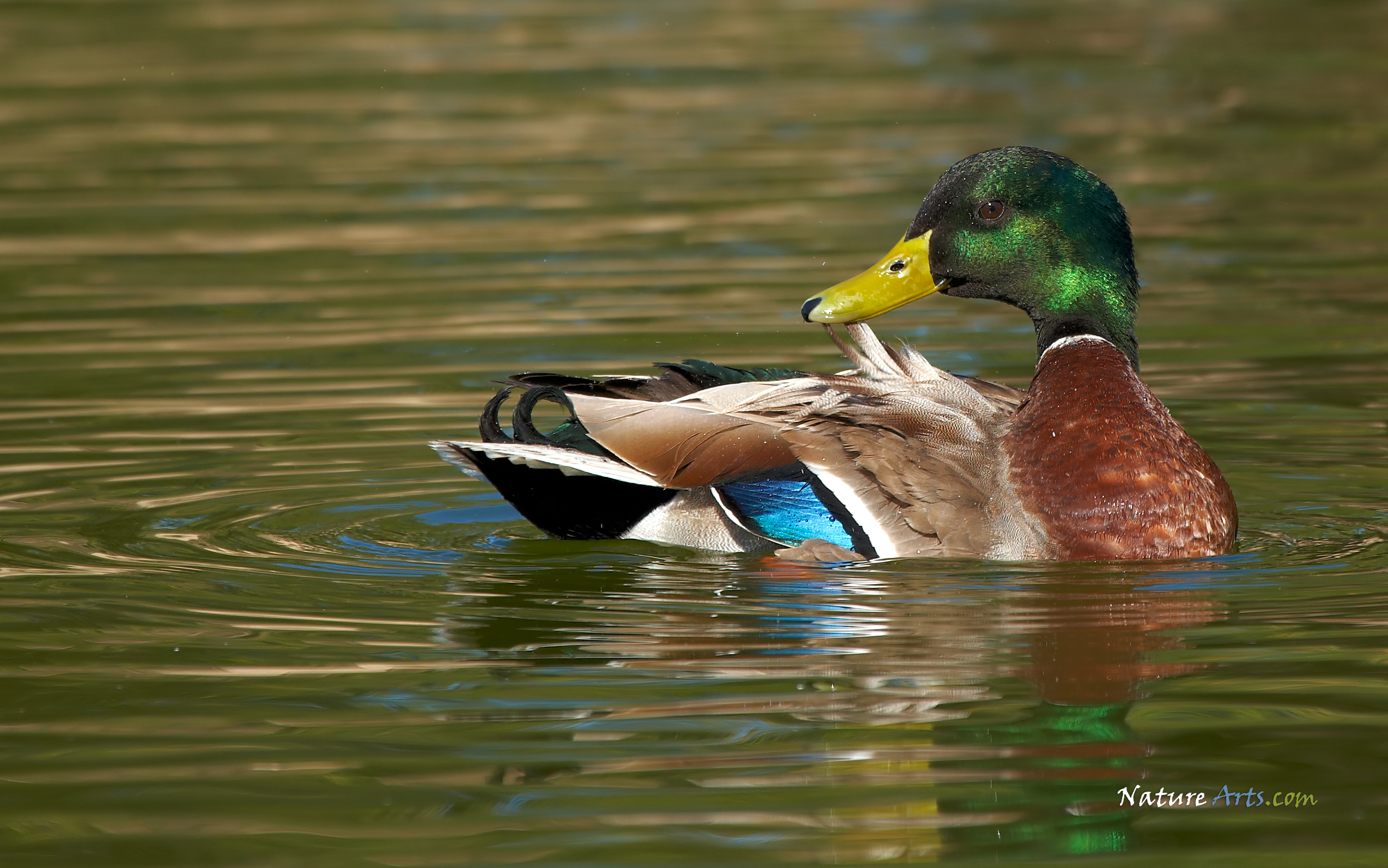 Mallard Duck Wildlife Wallpaper Desktop