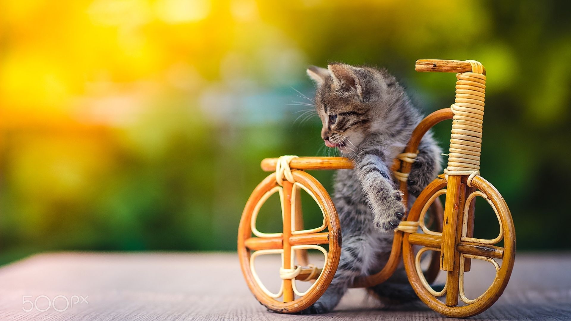 Funny Cat Riding Bicycle Wallpaper Stream