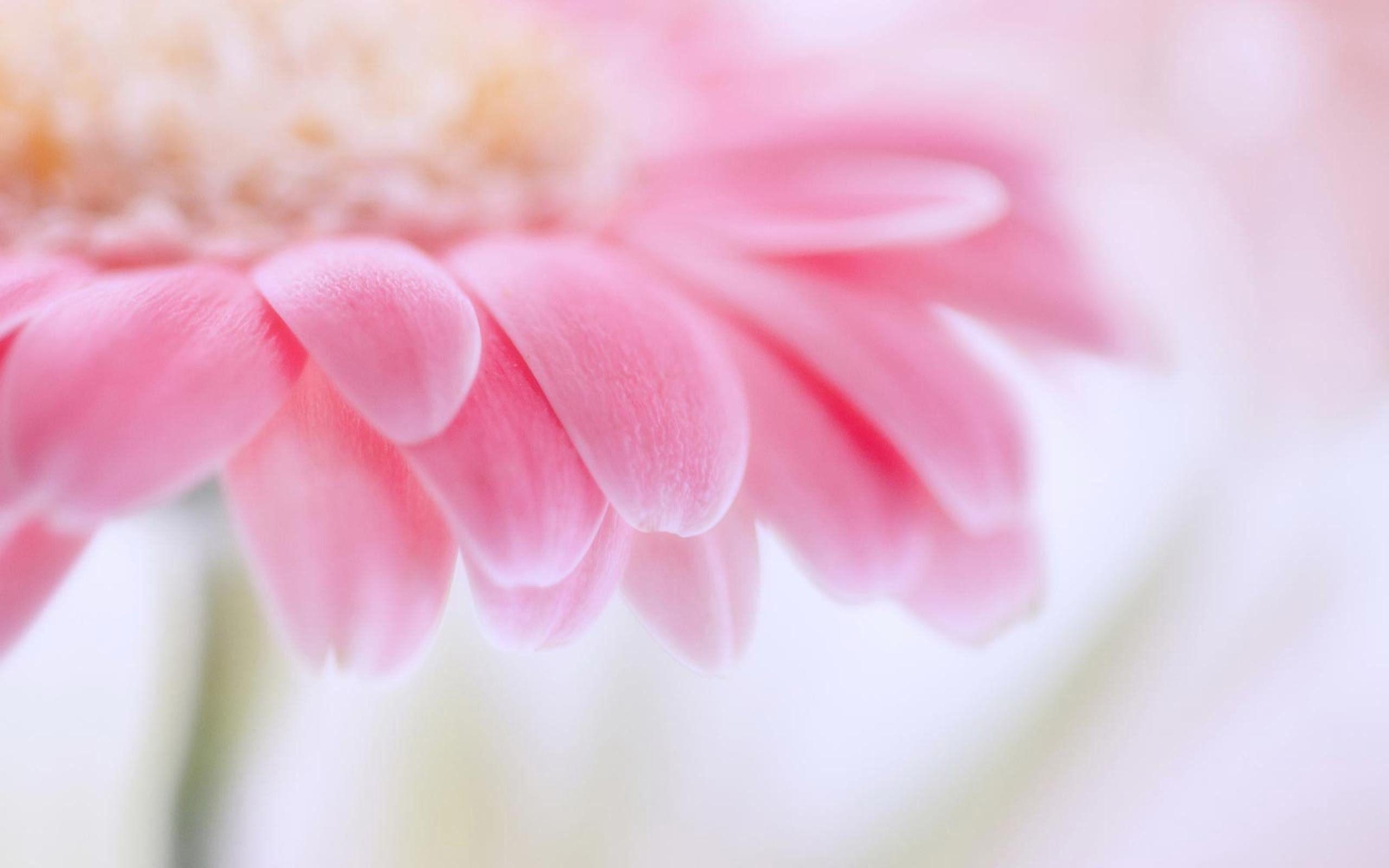 Pink Daisy Backgrounds