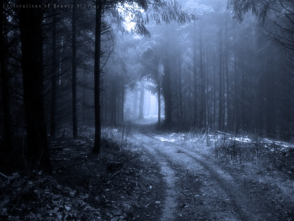 Dark Forest Background Wallpaper HD