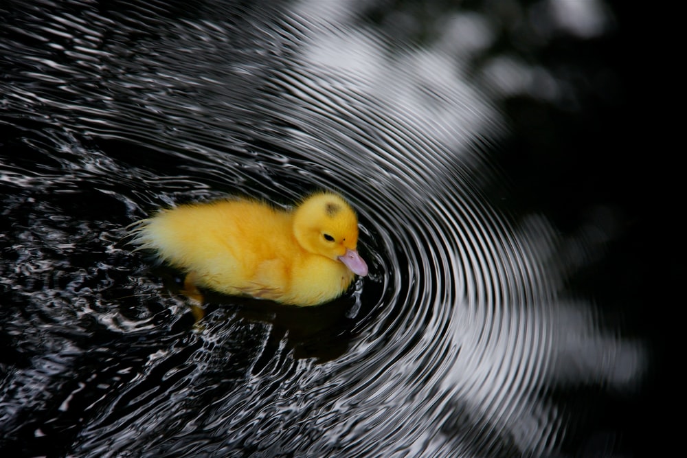 Yellow Duck Pictures Image