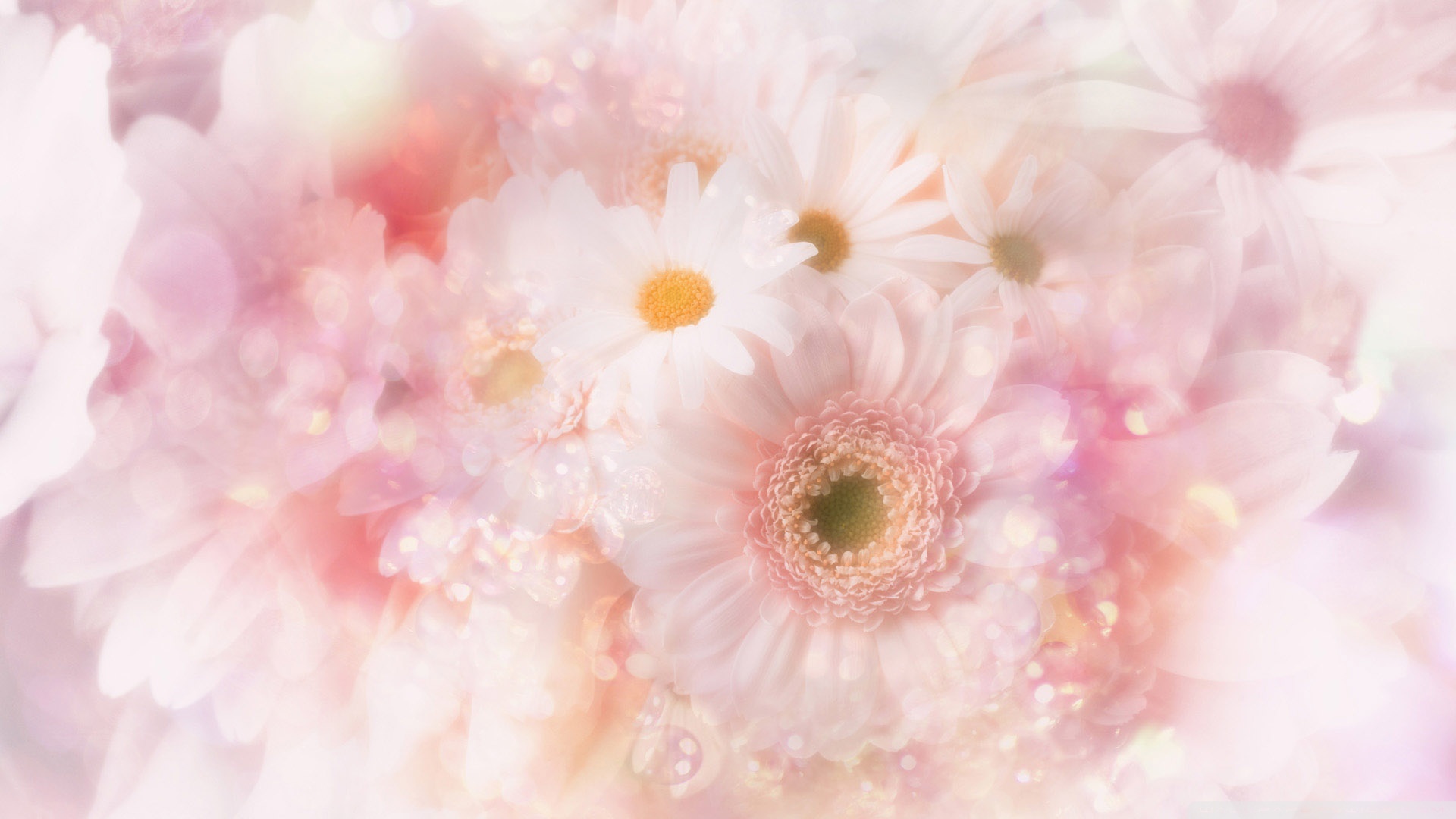 Free Download Gerbera Daisies Flowers 8 Wallpaper 1920x1080 Gerbera Daisies 1920x1080 For Your Desktop Mobile Tablet Explore 68 Gerbera Daisies Wallpaper Gerbera Daisies Wallpaper Daisies Wallpapers Gerbera Wallpapers,Best Canned Cat Food For Constipation