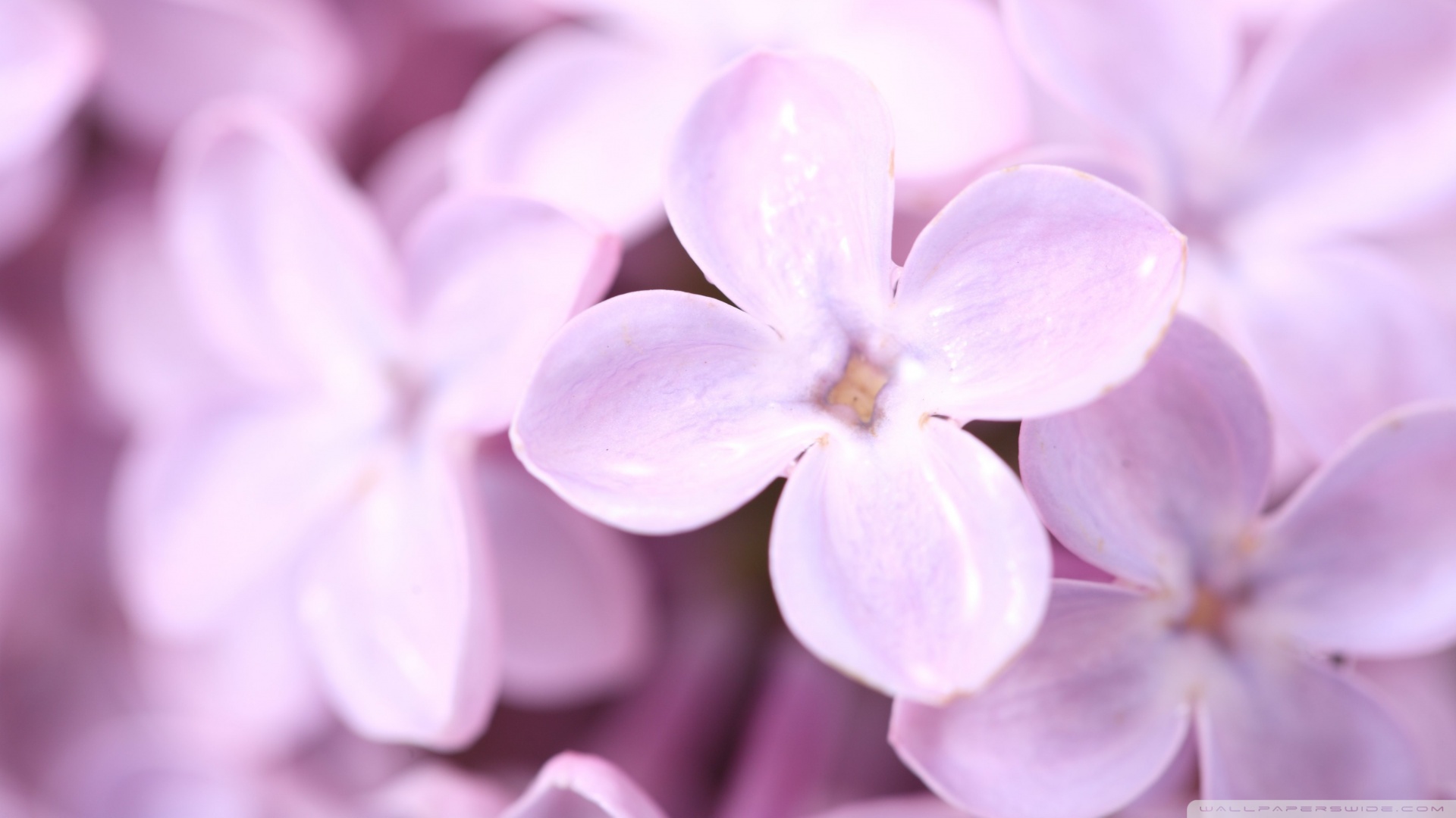 Violet Lilac Flowers Wallpaper