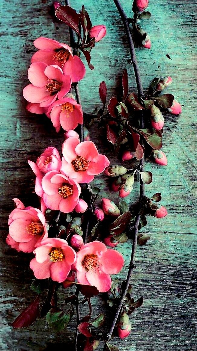 Zena Rose Toms On Life Flower Wallpaper