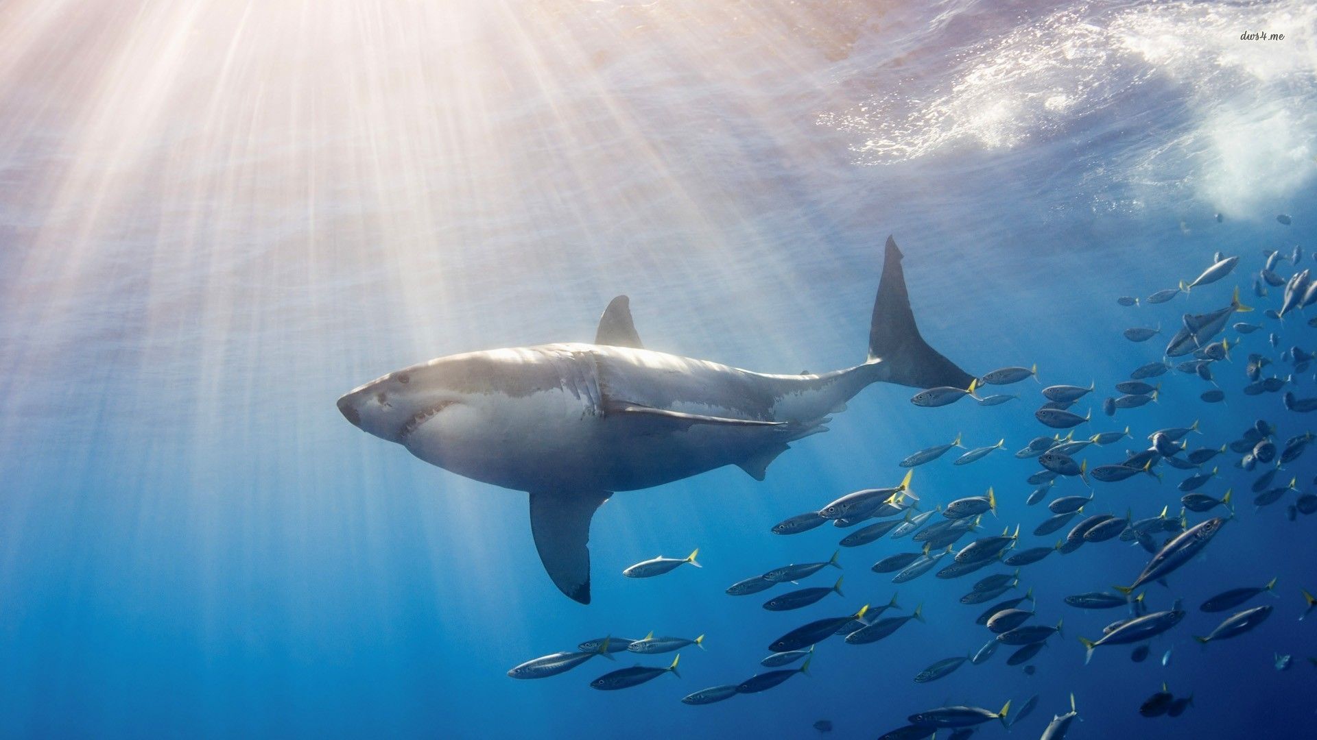Great White Shark Wallpapers HD 1920x1080